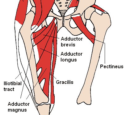 anterior hip muscles e1530262577421
