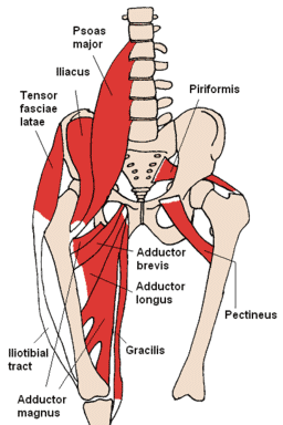 hip flexors diagram