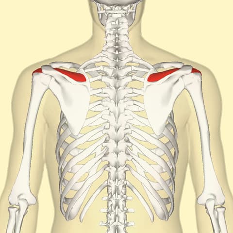 Supraspinatus muscle back